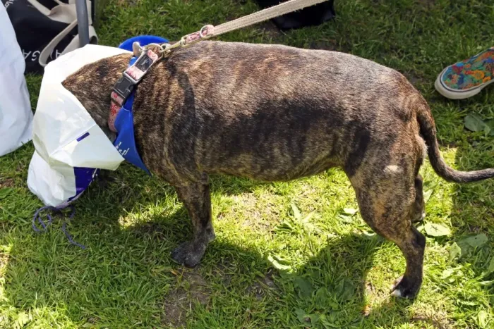  : All Dogs Matter Great Hampstead Bark Off Dog Show, Hampstead Heath, London, England
