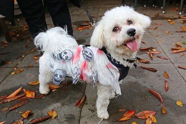 All Dogs Matter Halloween Dog Show, Hampstead Heath, London