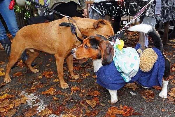 All Dogs Matter Halloween Dog Show, Hampstead Heath, London