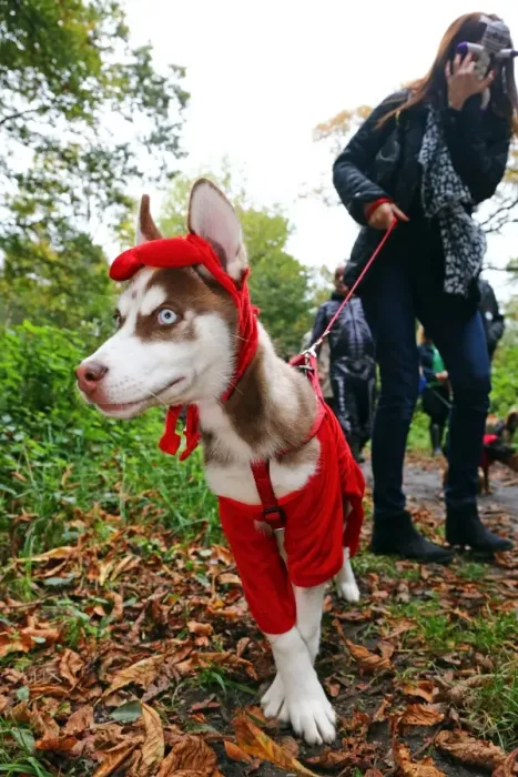  : All Dogs Matter Halloween Dog Walk, Hampstead Heath, London, England