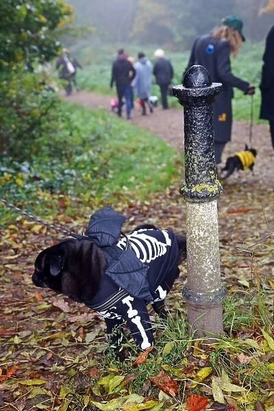 All Dogs Matter Halloween Dog Walk, Hampstead Heath, London, UK