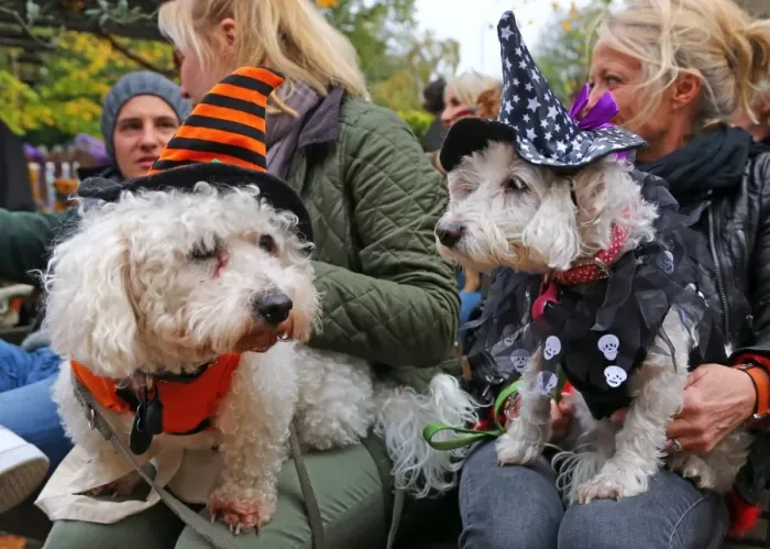  : All Dogs Matter Halloween Dog Walk