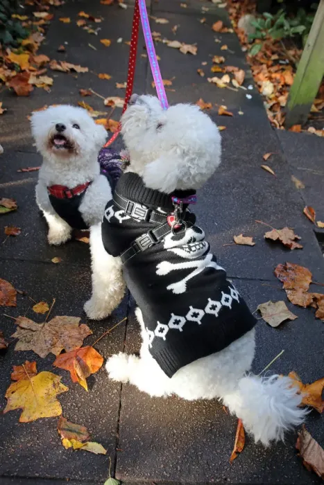  : All Dogs Matter Halloween Dog Walk, Hampstead Heath, London