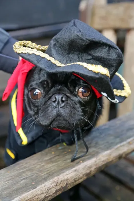  : All Dogs Matter Halloween Fancy Dress Dog Walk, London