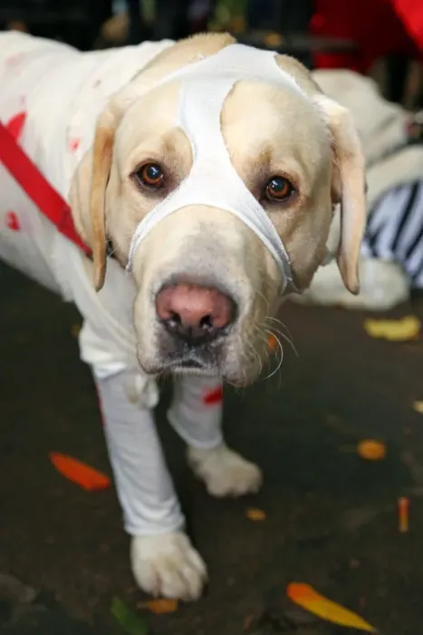  : All Dogs Matter Halloween Fancy Dress Dog Walk, London