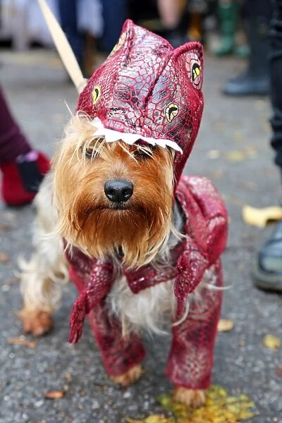 All Dogs Matter Halloween Fancy Dress Dog Walk, London