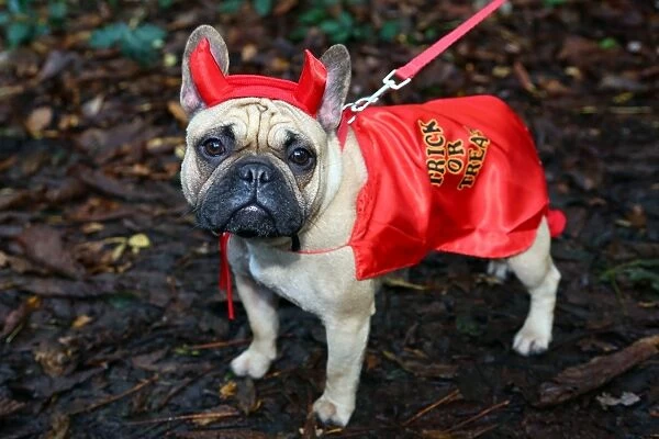 All Dogs Matter Halloween Fancy Dress Dog Walk, London