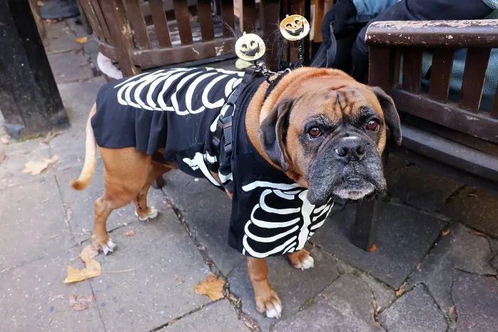  : All Dogs Matter Howloween Dog Walk, Hampstead Heath, London