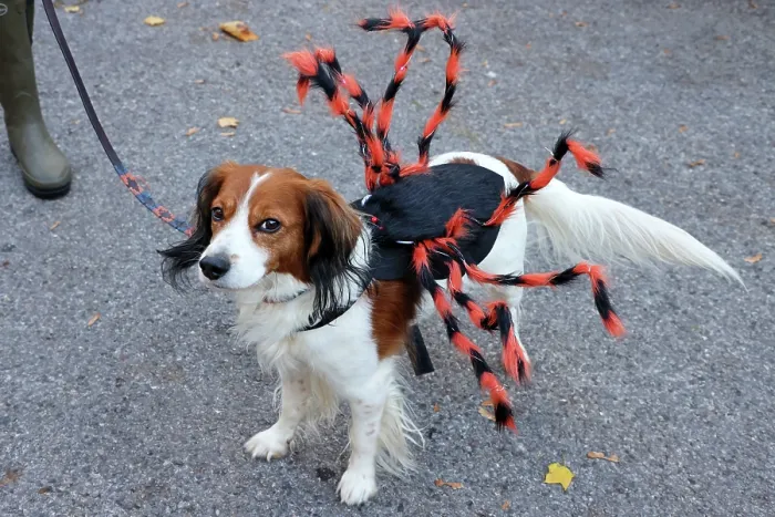  : All Dogs Matter Howloween Dog Walk, Hampstead Heath, London