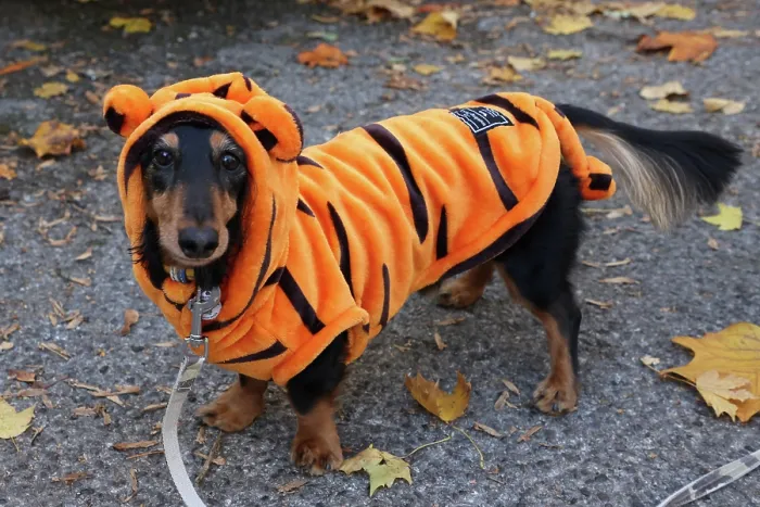  : All Dogs Matter Howloween Dog Walk, Hampstead Heath, London