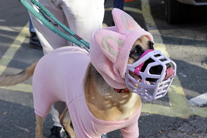  : All Dogs Matter Howloween Dog Walk, Hampstead Heath, London