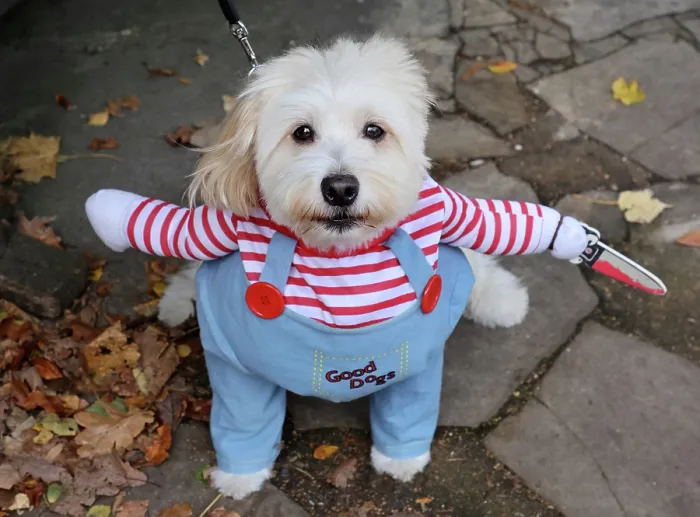  : All Dogs Matter Howloween Dog Walk, Hampstead Heath, London