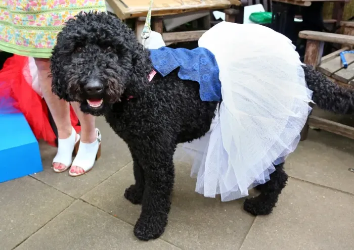 : All Dogs Matter Pup Idol 2014, London, England : All Dogs Matter Pup Idol 2014, London, England