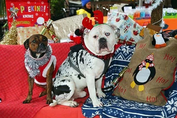 All Dogs Matter Santa Paws Christmas Fair, Hampstead, London