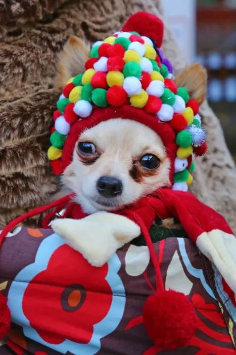  : All Dogs Matter Santa Paws Christmas Fair, Hampstead, London