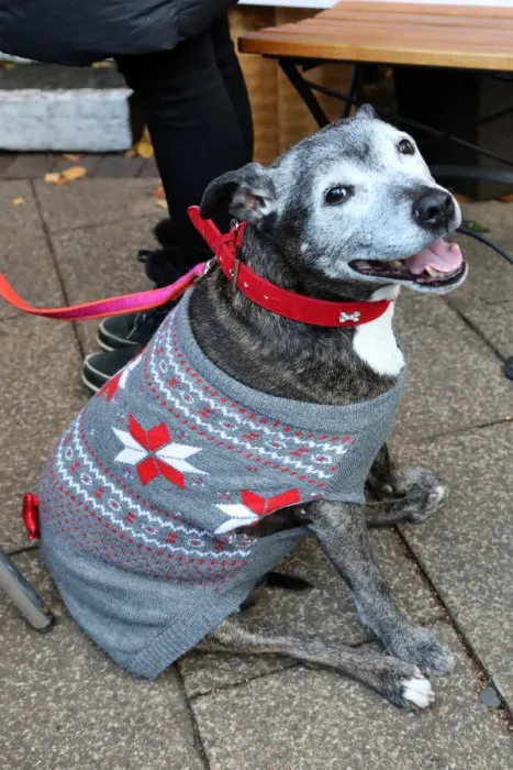  : All Dogs Matter Santa Paws Christmas Fair, London