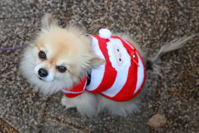  : All Dogs Matter Santa Paws Christmas Fair, London