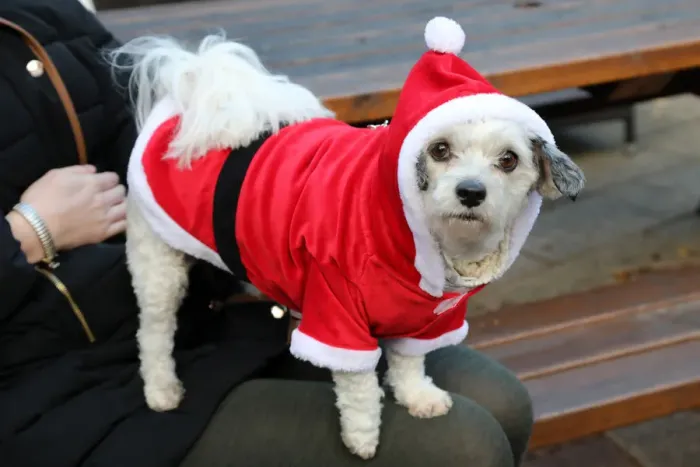  : All Dogs Matter Santa Paws Christmas Fair, London