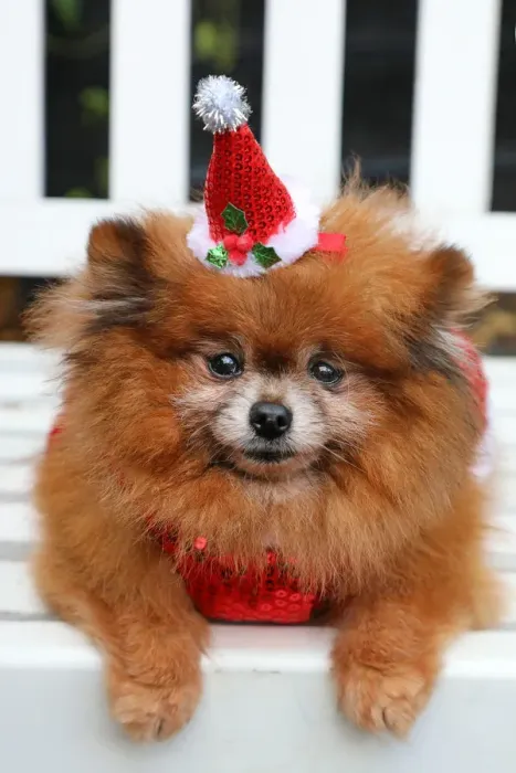  : All Dogs Matter Santa Paws Christmas Fair, London