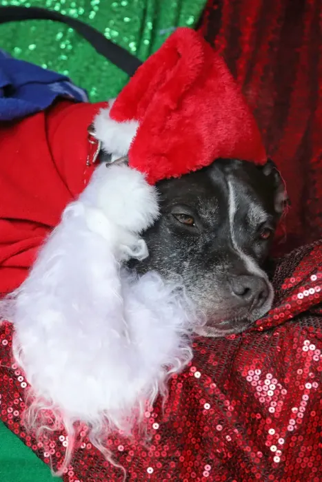  : All Dogs Matter Santa Paws Christmas Fair, London