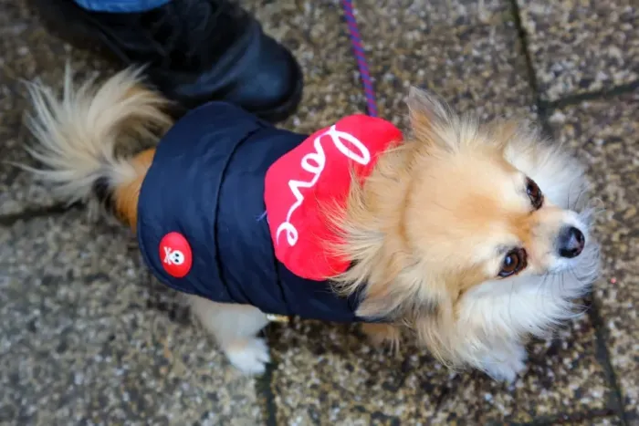  : All Dogs Matter Valentines Dog Walk, Hampstead Heath, London