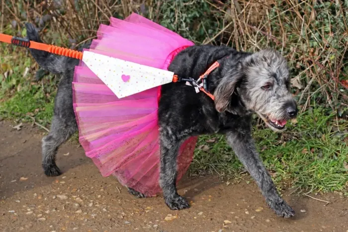  : All Dogs Matter Valentines Dog Walk, Hampstead Heath, London