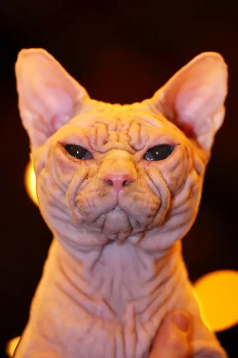 : Artemis aka Wrynkleskyns Mementi Mori the hairless Sphynx Cat at the London Pet Show 2013