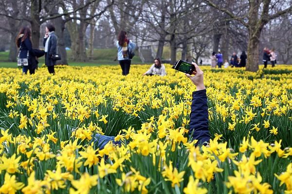 Blooming daffodils herald spring as the clocks go forward in St. James Park, London