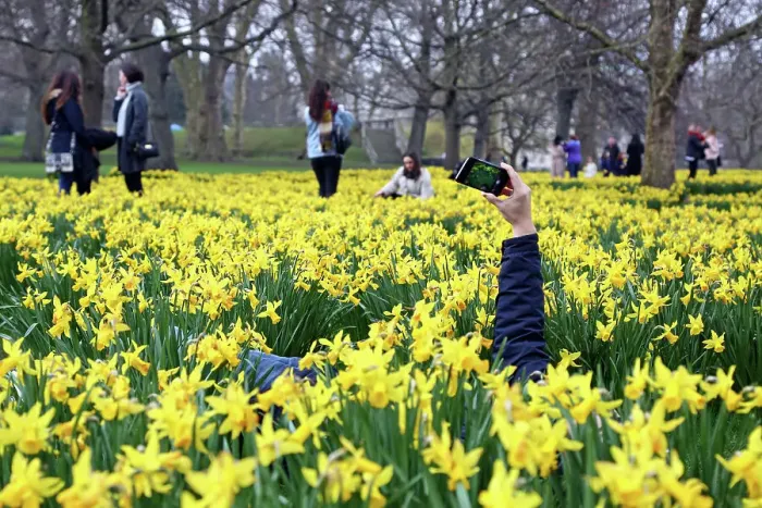  : Blooming daffodils herald spring as the clocks go forward in St. James Park, London