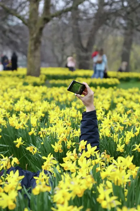  : Blooming daffodils herald spring as the clocks go forward in St. James Park, London
