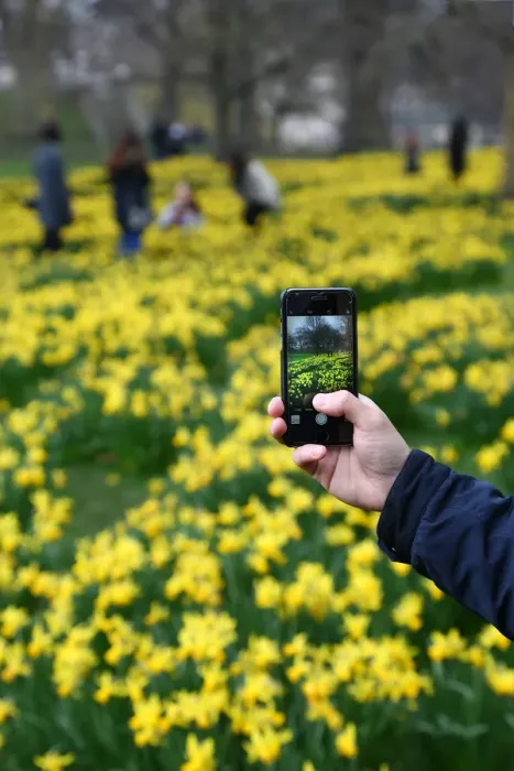  : Blooming daffodils herald spring as the clocks go forward in St. James Park, London