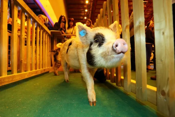  : Boe the Micro Pig at the Micro Pigs Racing at the London Pet Show 2013