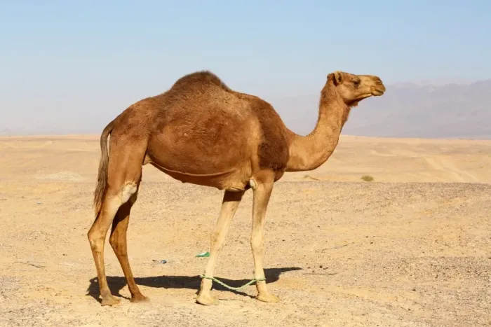  : Camel in the desert in Amman, Jordan