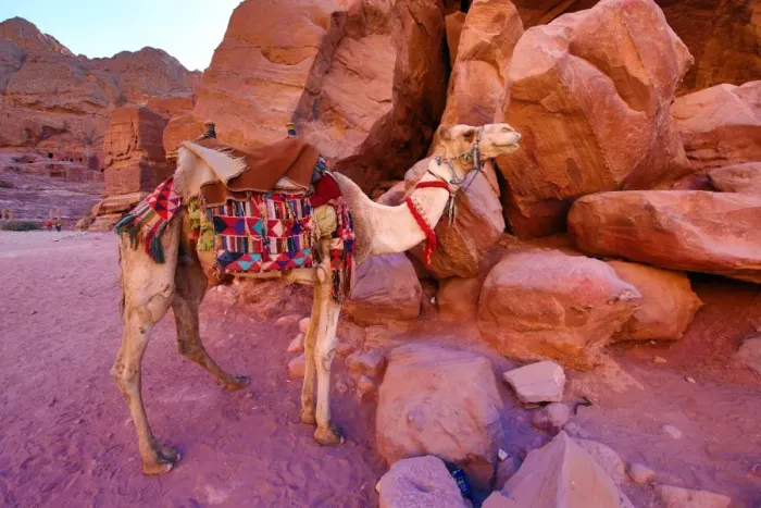  : Camel in the rock city of Petra, Jordan