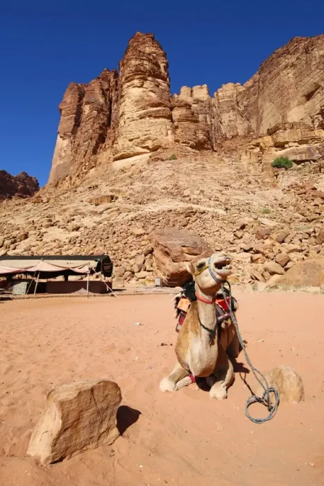  : Camel beside rock formations of Lawrences Spring in the desert at Wadi Rum, Jordan