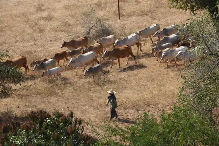  : Cattle herder herding herd of cattle on the Plain of Bagan, Bagan, Myanmar (Burma)