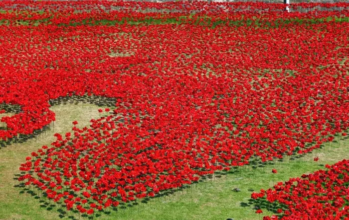  : Ceramic poppies fill the moat of the Tower of London to commemorate WWI, London, England