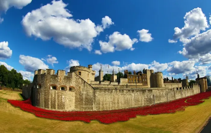  : Ceramic poppies fill the moat of the Tower of London to commemorate WWI, London, England