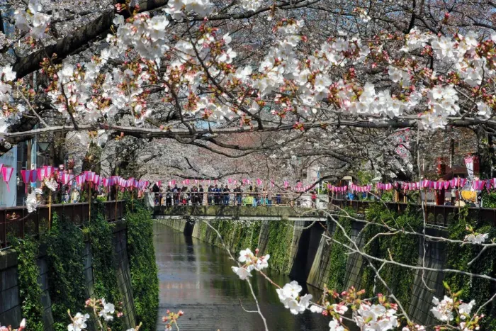 : Cherry Blossom or Sakura season, Tokyo, Japan : Cherry Blossom or Sakura season, Tokyo, Japan