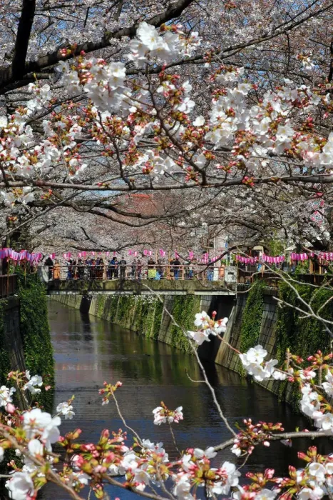  : Cherry Blossom or Sakura season, Tokyo, Japan