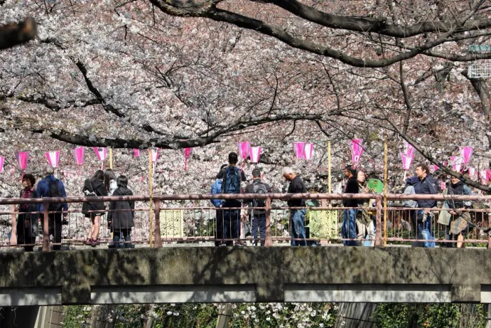  : Cherry Blossom or Sakura season, Tokyo, Japan