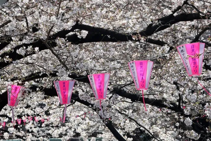  : Cherry Blossom or Sakura season, Tokyo, Japan
