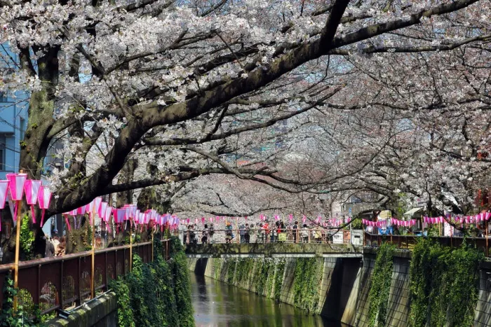  : Cherry Blossom or Sakura season, Tokyo, Japan