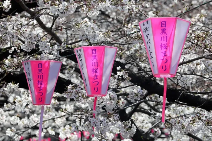 : Cherry Blossom or Sakura season, Tokyo, Japan : Cherry Blossom or Sakura season, Tokyo, Japan