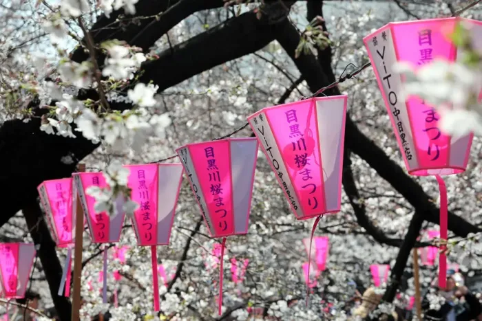  : Cherry Blossom or Sakura season, Tokyo, Japan