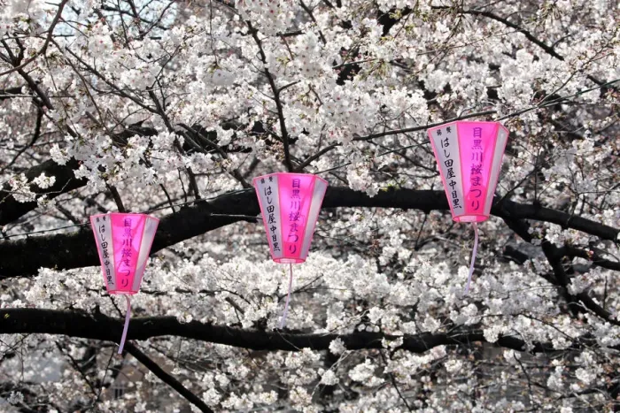  : Cherry Blossom or Sakura season, Tokyo, Japan