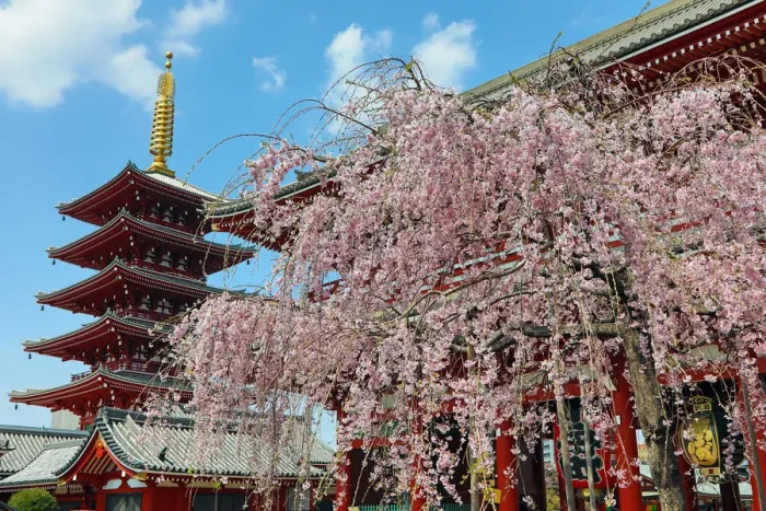  : Cherry Blossom or Sakura season, Tokyo, Japan