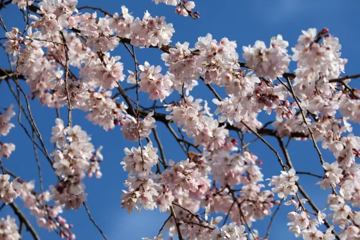  : Cherry Blossom season begins in Shinjuku, Tokyo, Japan