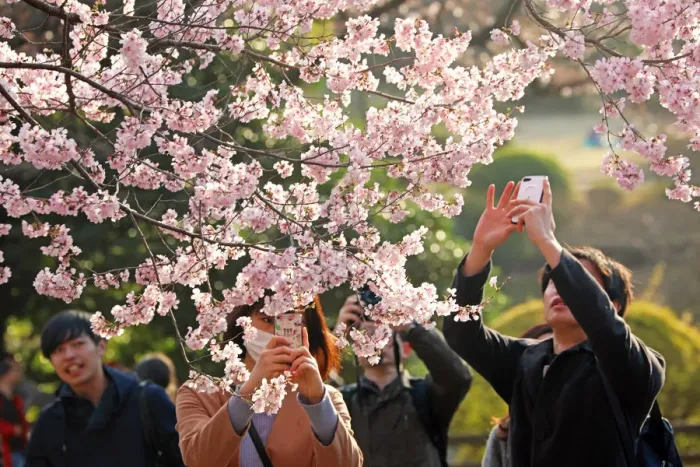  : Cherry Blossom season begins in Shinjuku, Tokyo, Japan