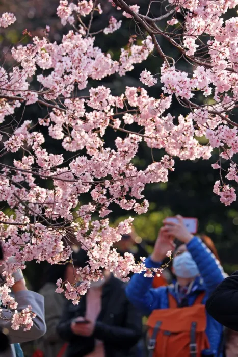  : Cherry Blossom season begins in Shinjuku, Tokyo, Japan